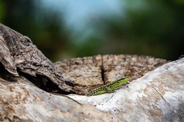 Close de um lagarto verde em uma pedra