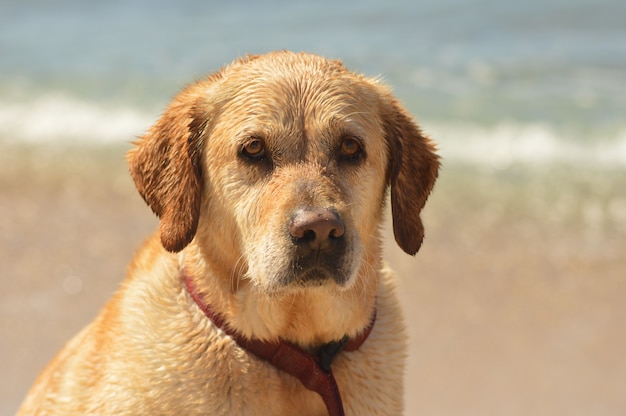 Close de um lindo cachorro dourado