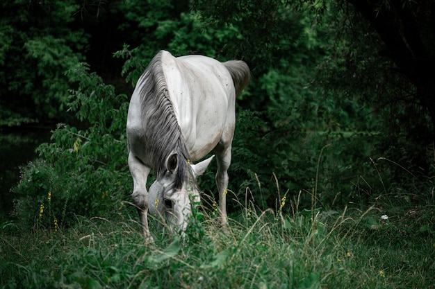 Close de um lindo cavalo branco em um campo gramado com árvores ao fundo