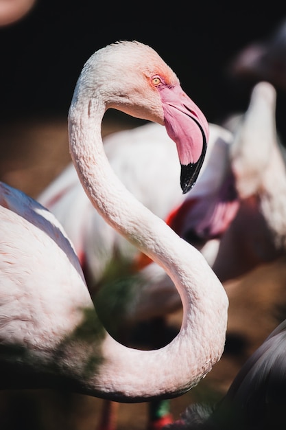 Foto grátis close de um lindo flamingo