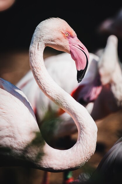 Close de um lindo flamingo