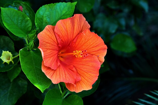 Close de um lindo hibisco havaiano na Toscana e em Elba, na Itália