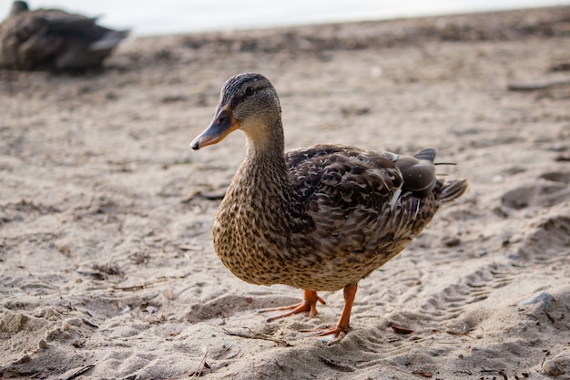 Close de um lindo pato andando na areia perto do mar