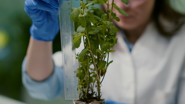 Close de um médico farmacêutico medindo uma muda verde analisando OGM