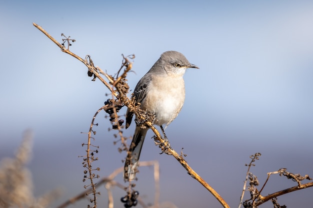 Close de um mockingbird do norte em um galho em um campo sob a luz do sol com um fundo desfocado