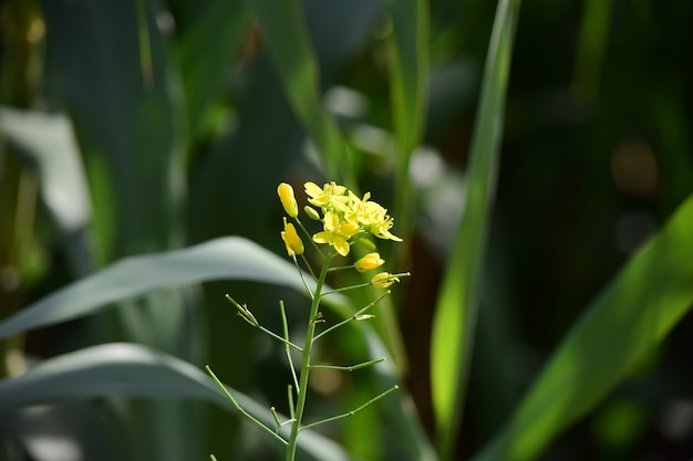 Close de um nabo selvagem cercado por outras plantas em Malta