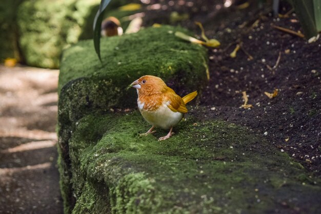 Close de um pássaro adorável em uma rocha coberta de musgo em um parque