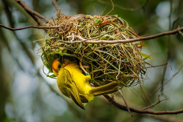 Close de um pássaro amarelo em seu ninho