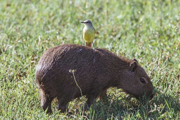 Close de um pássaro amarelo fofo em uma capivara marrom em um campo gramado verde