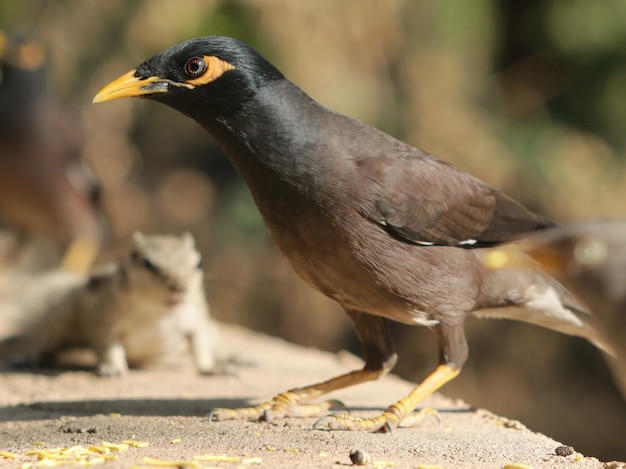 Close de um pássaro myna preto na pedra