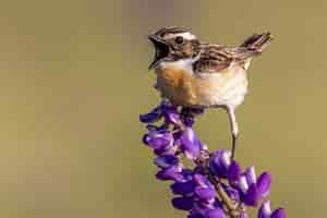 Foto grátis close de um pássaro pardal empoleirado em uma flor de pétalas roxas