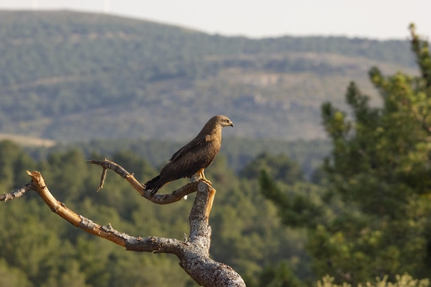 Foto grátis close de um pássaro sentado no galho de uma árvore em uma floresta, capturado em um dia ensolarado