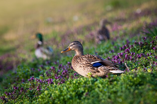 Close de um pato em um campo cercado por flores e patos sob a luz do sol