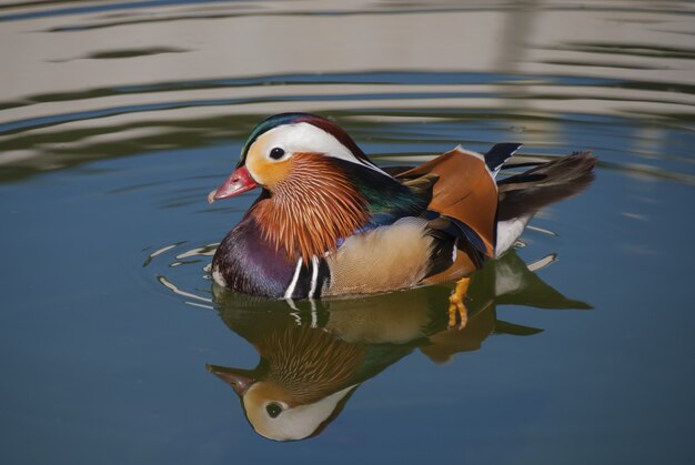 Close de um pato mandarim na água