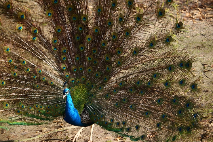 Foto grátis close de um pavão com penas abertas em um campo sob a luz do sol