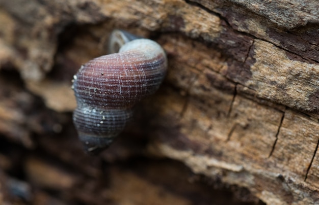 Foto grátis close de um pequeno caracol terrestre em uma superfície de madeira áspera durante o dia em malta