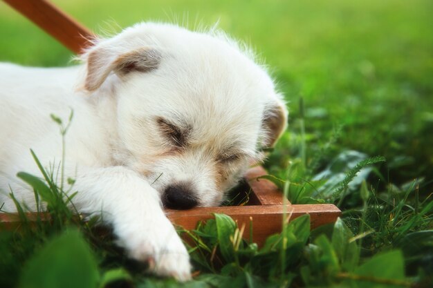 Close de um pequeno labrador retriever dormindo na grama sob o sol