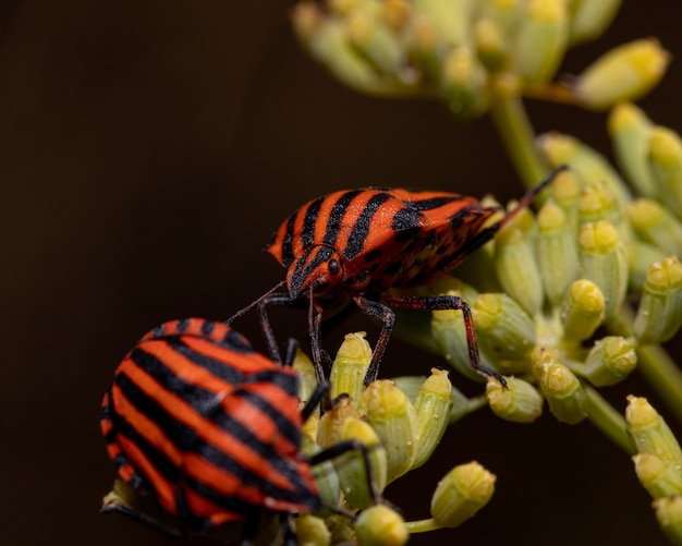 Close de um percevejo com listras em uma planta