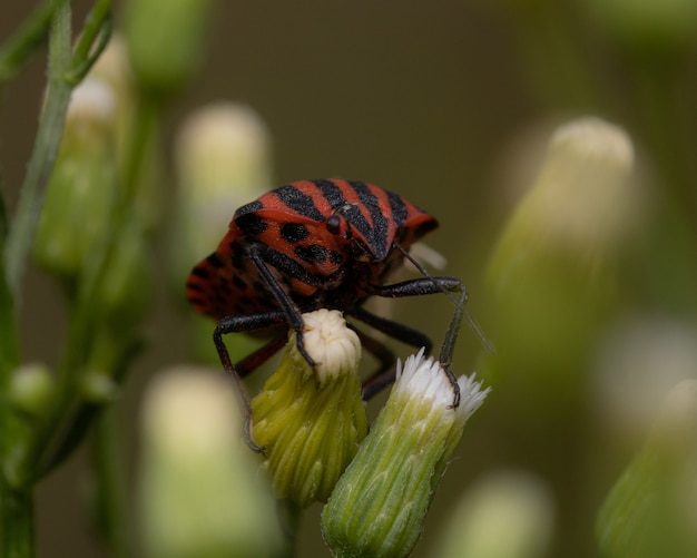 Close de um percevejo listrado de vermelho e preto