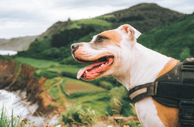 Close de um pit bull terrier americano em frente a belas colinas verdes durante o dia