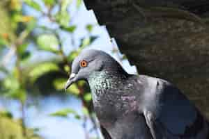 Foto grátis close de um pombo sob a luz do sol e um céu azul com uma cena borrada