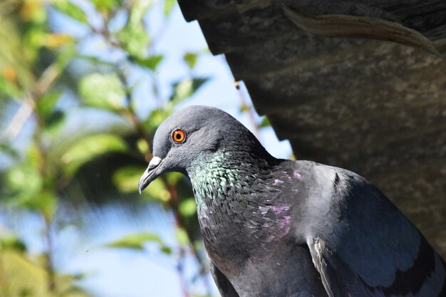 Close de um pombo sob a luz do sol e um céu azul com uma cena borrada