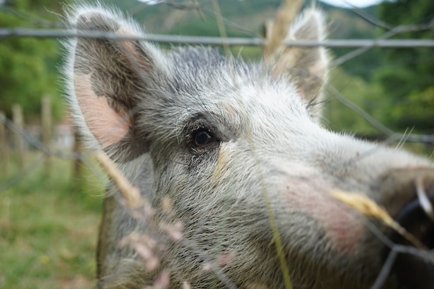 Foto grátis close de um porco cinzento em uma fazenda com cercas de arame em um dia frio