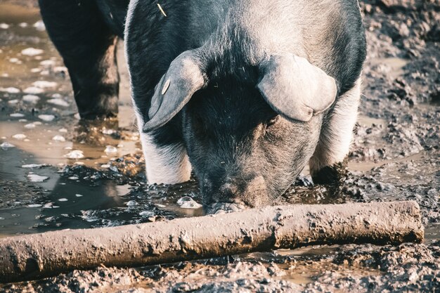 Close de um porco de fazenda em busca de comida em um terreno lamacento perto de um tronco