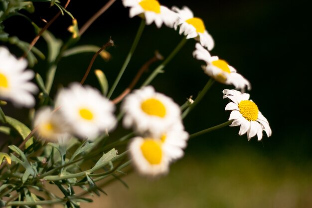 Close de um ramo de flores