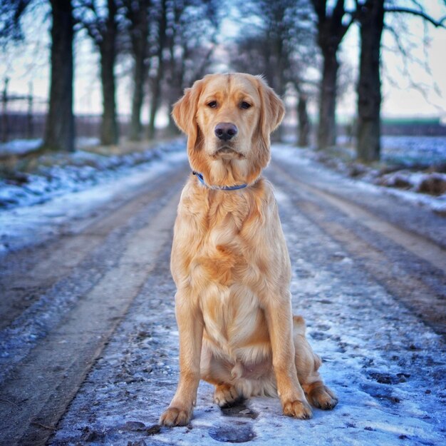 Close de um retriever dourado adorável em uma estrada de neve durante o dia