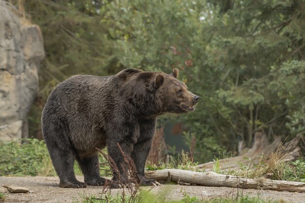 Close de um urso sorrindo com uma floresta borrada