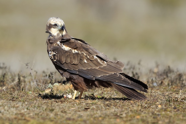 Close de um Western Marsh Harrier no chão coberto de grama sob a luz do sol durante o dia