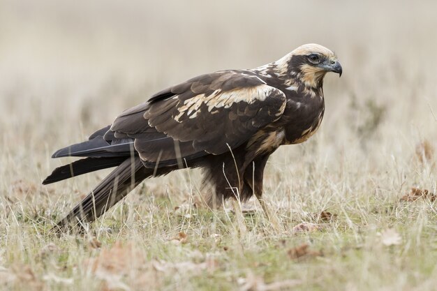 Close de um Western Marsh Harrier no chão coberto de grama sob a luz do sol durante o dia