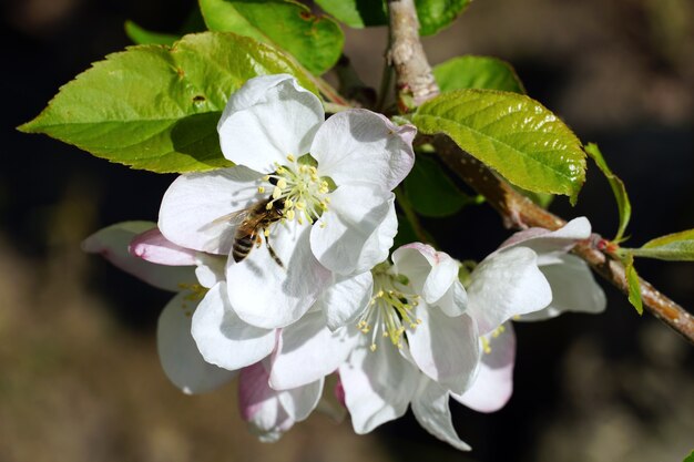 Close de uma abelha coletando néctar de uma flor de cerejeira branca em um dia ensolarado