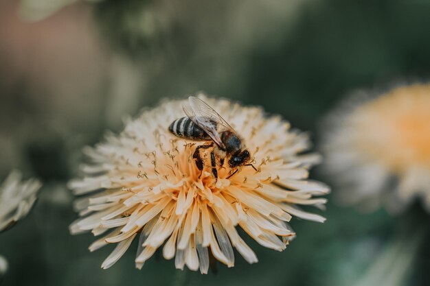 Close de uma abelha coletando pólen em um crisântemo amarelo