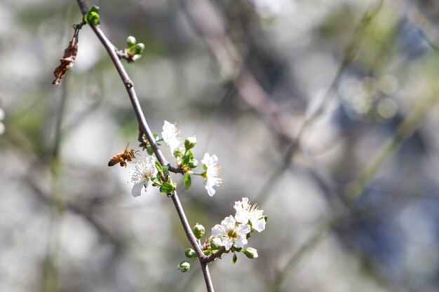 Close de uma abelha em uma árvore de alperce florescendo sob a luz do sol