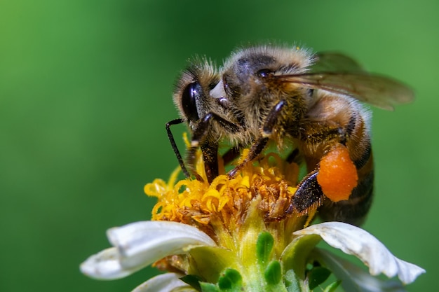 Close de uma abelha em uma flor
