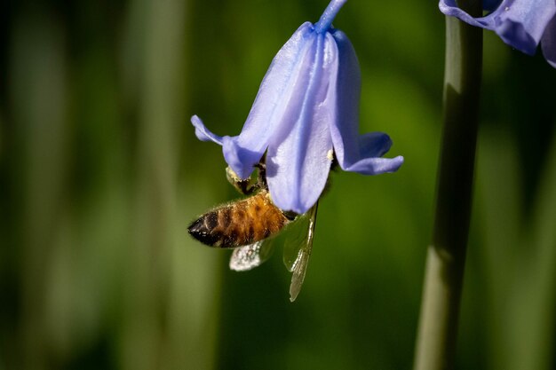 Close de uma abelha polinizando dentro de uma campânula roxa