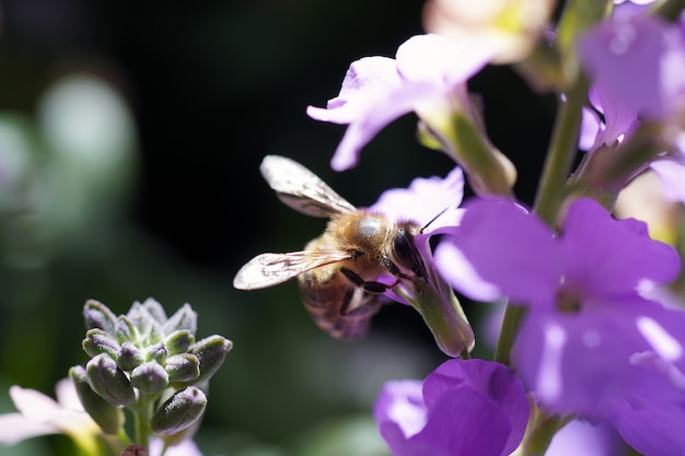 Close de uma abelha sentada em uma flor