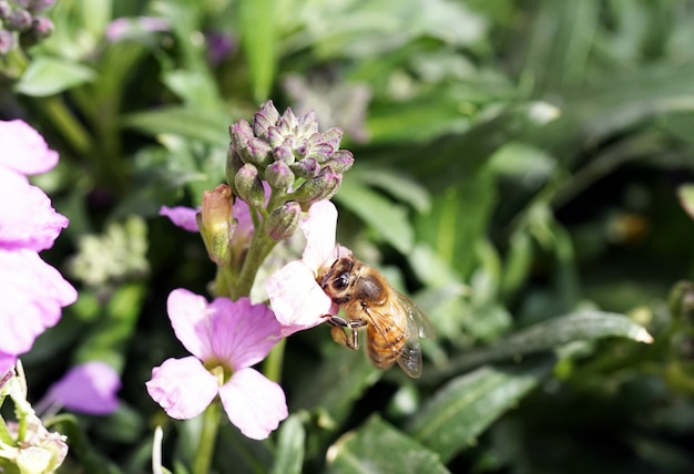 Close de uma abelha sentada em uma flor