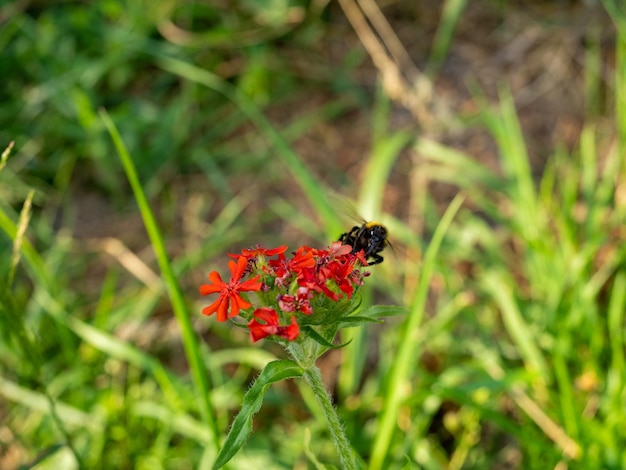Close de uma abelha voando para uma flor vermelha para coletar pólen Foto Premium