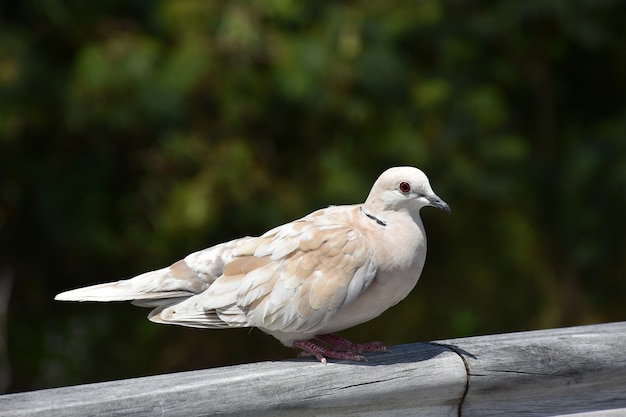 Close de uma adorável pomba de colarinho empoleirada em uma cerca de madeira