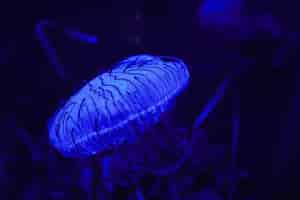 Foto grátis close de uma água-viva azul na água