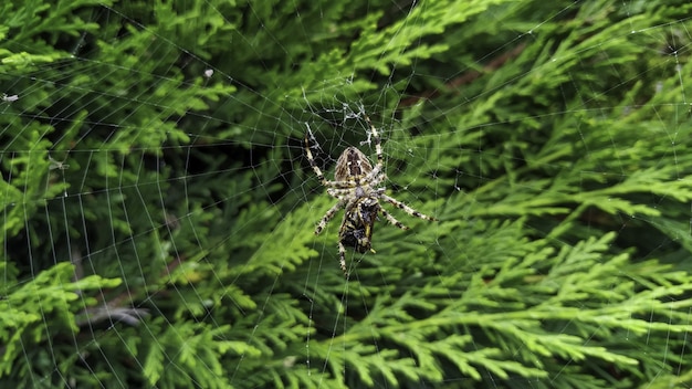 Close de uma aranha cruzada na teia sob a luz do sol com vegetação embaçada