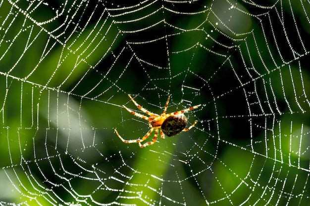 Close de uma aranha em uma teia de aranha