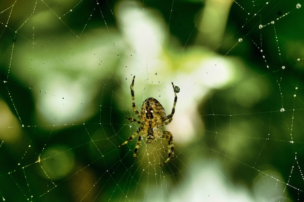 Close de uma aranha em uma teia de aranha