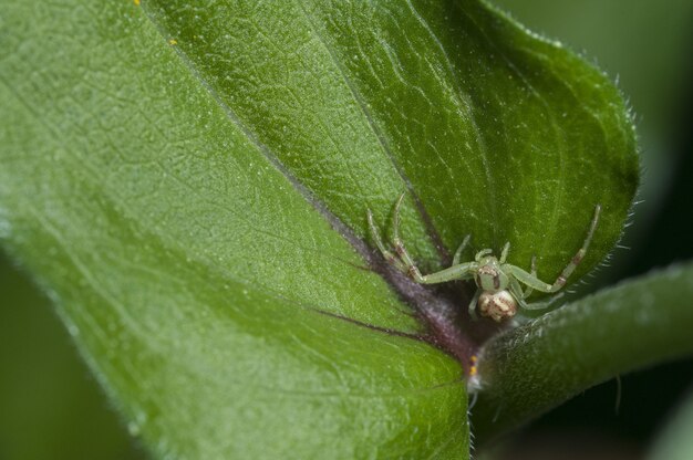 Close de uma aranha verde, sentado em uma folha