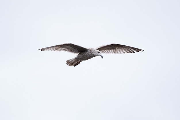 Close de uma bela gaivota-negra juvenil voando contra um céu branco