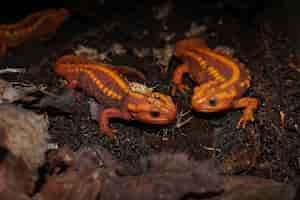 Foto grátis close de uma bela salamandra de laranja e crocodilos ameaçados de extinção em um solo úmido um contra o outro