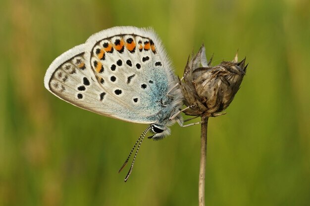 Close de uma borboleta azul cravejada de prata, Plebejus argus em uma planta